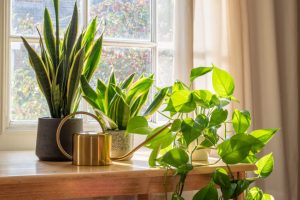 Healthy Plants - What Every Person Should Think About